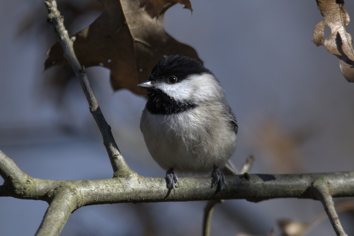 Carolina Chickadee - ML614467702