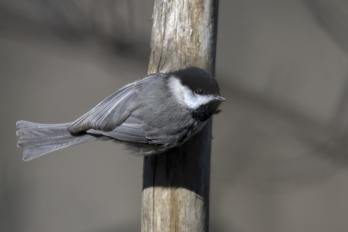 Carolina Chickadee - ML614467703