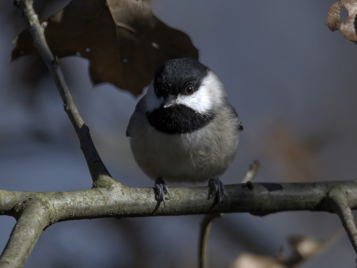 Carolina Chickadee - ML614467704