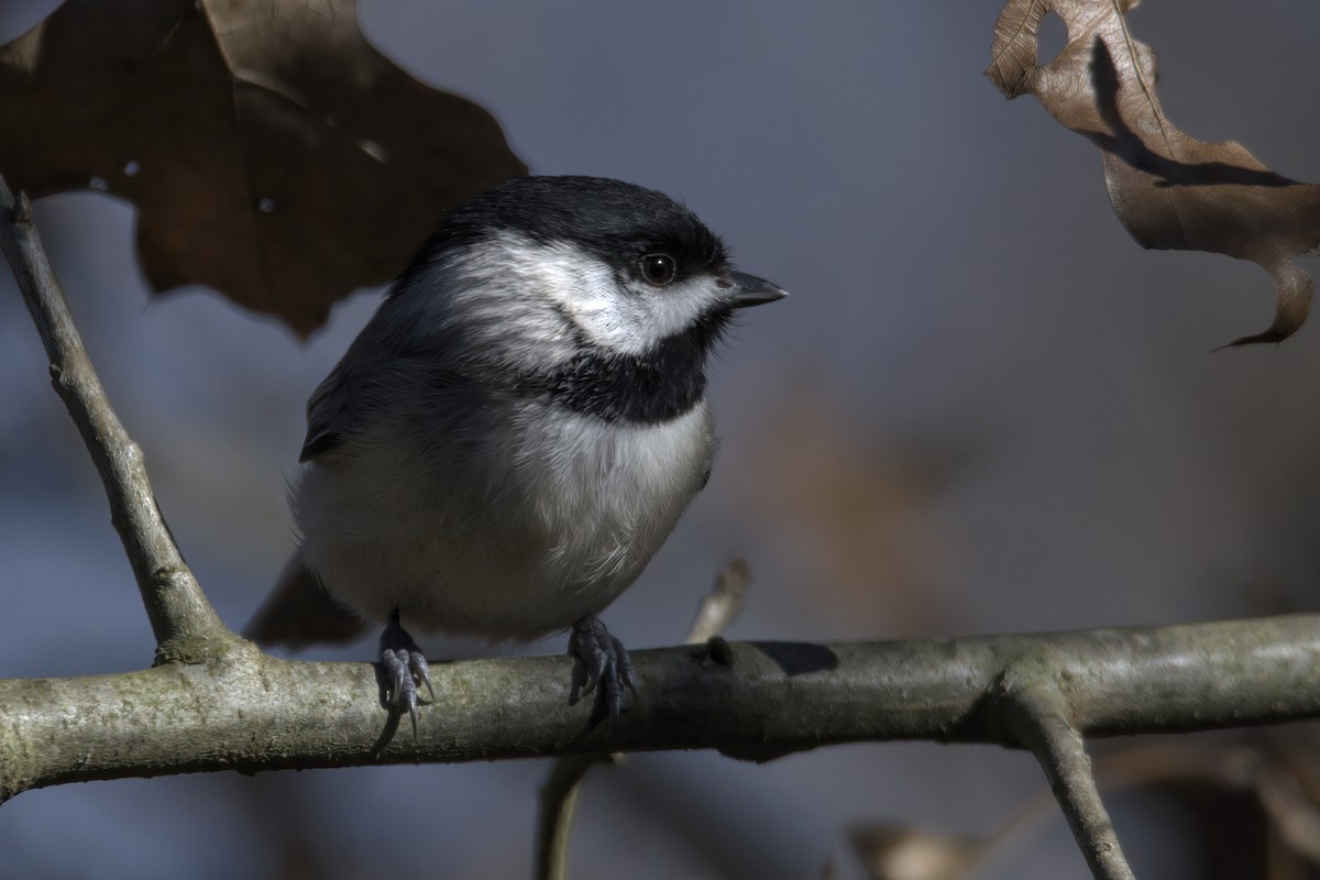 Carolina Chickadee - ML614467705