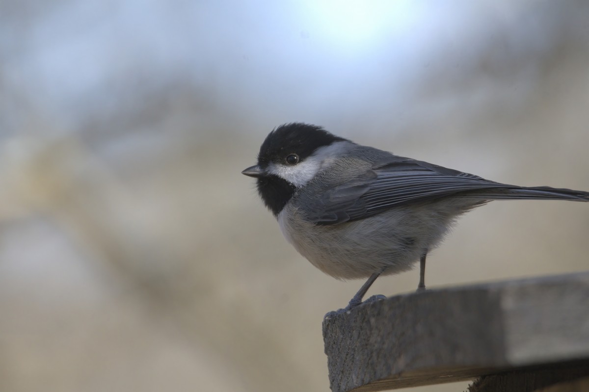 Carolina Chickadee - ML614467706