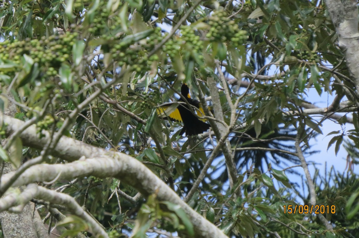 Regent Bowerbird - ML614467728