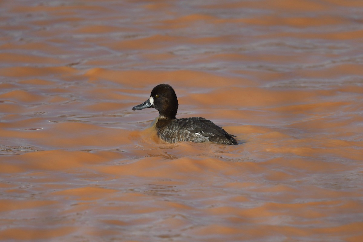 Lesser Scaup - Mark Kosiewski