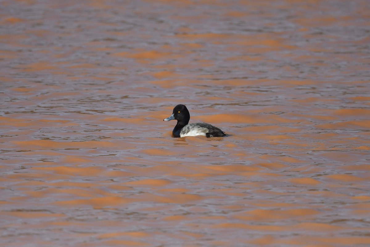 Lesser Scaup - Mark Kosiewski