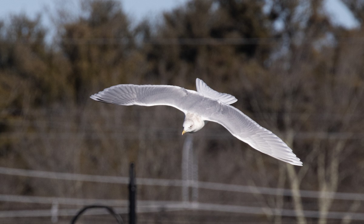 Iceland Gull (kumlieni) - Kyle Wilmarth