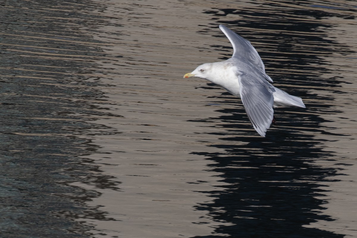 Iceland Gull (kumlieni) - ML614467743