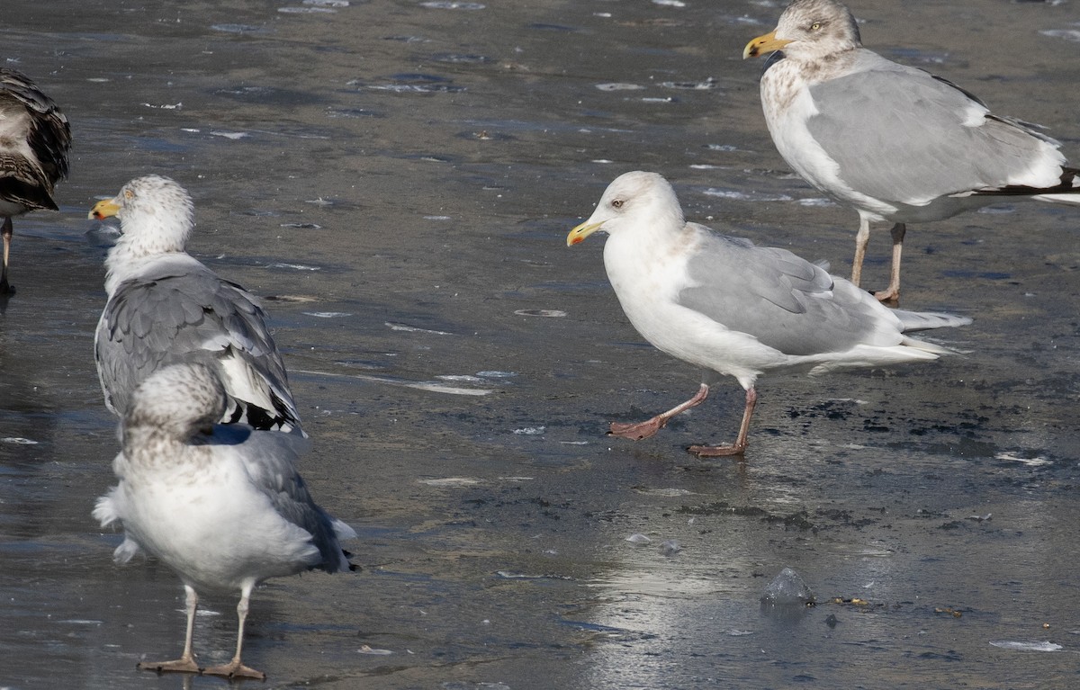 Iceland Gull (kumlieni) - ML614467744