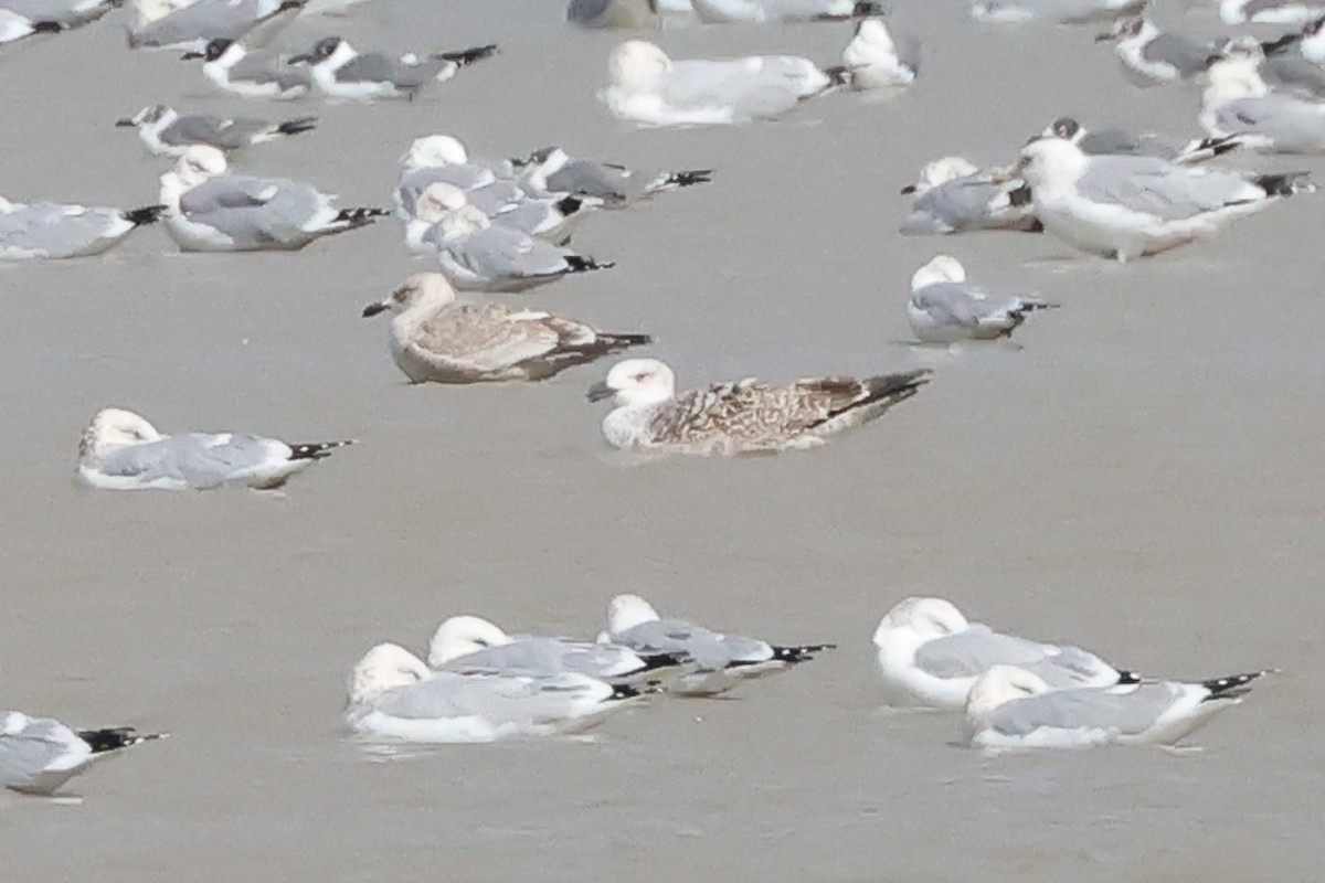 Great Black-backed Gull - ML614467799