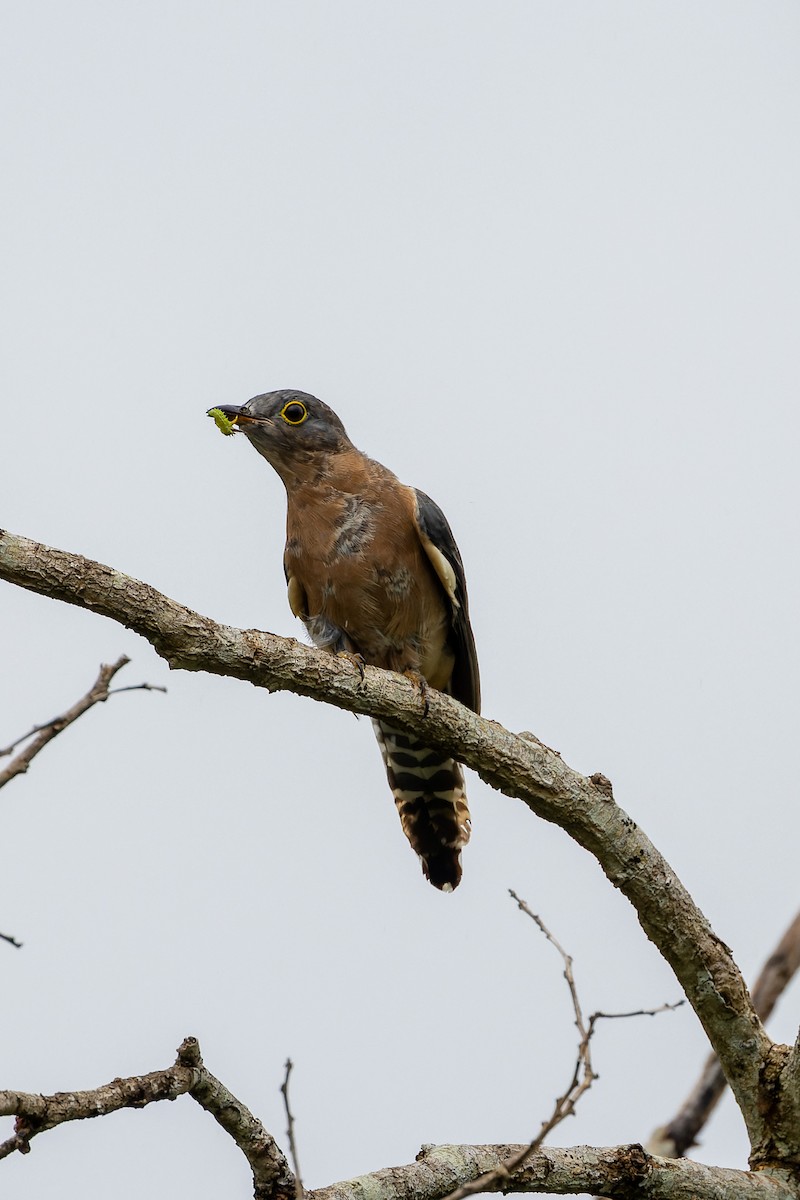 Fan-tailed Cuckoo - ML614467810