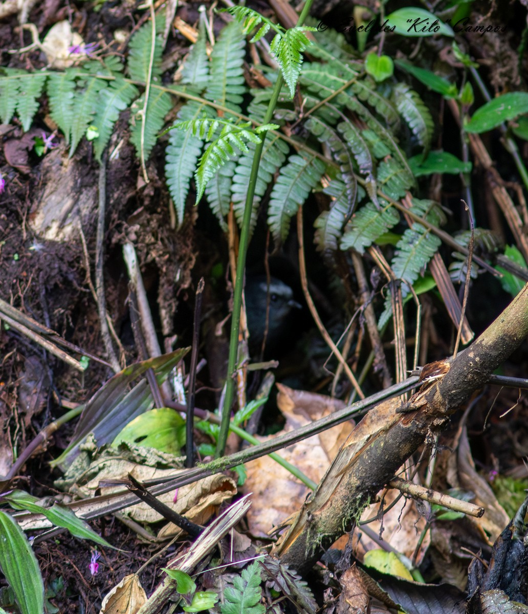 Silvery-fronted Tapaculo (Silvery-fronted) - ML614467817