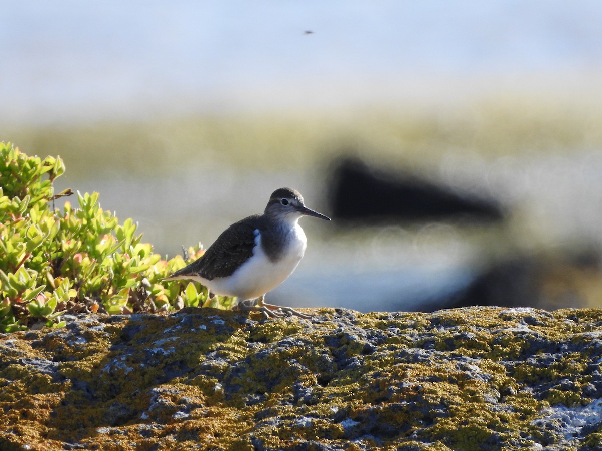 Common Sandpiper - ML614467828