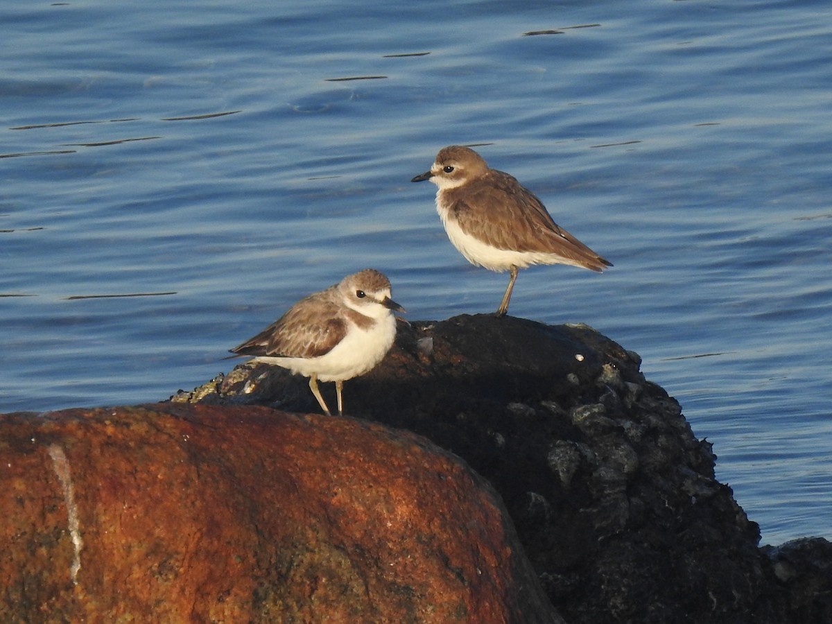 Tibetan Sand-Plover - ML614467864