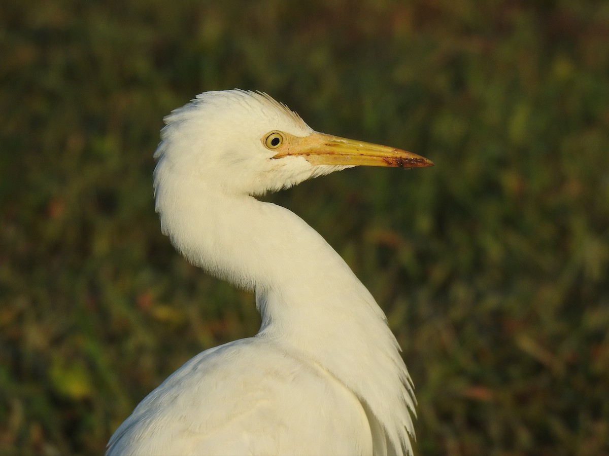 Eastern Cattle Egret - ML614467941