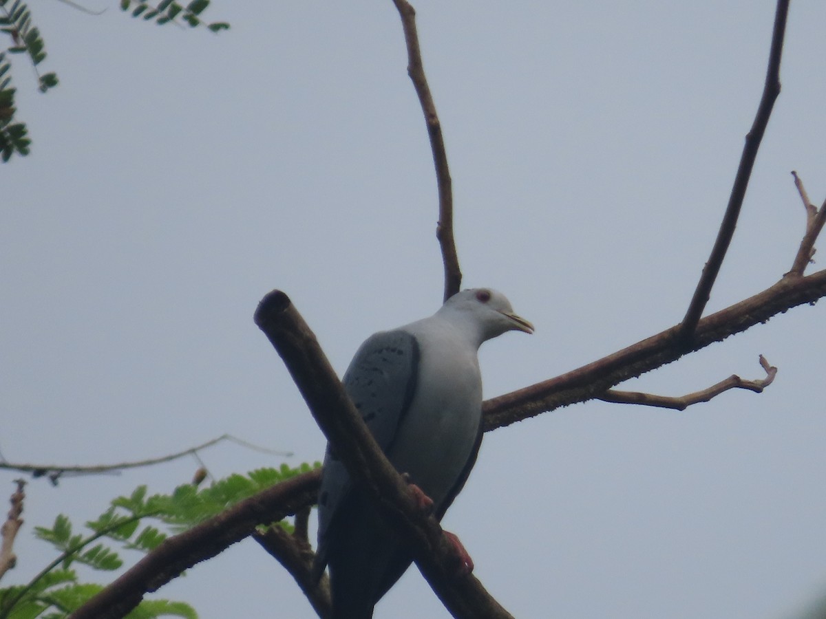 Blue Ground Dove - ML614467980