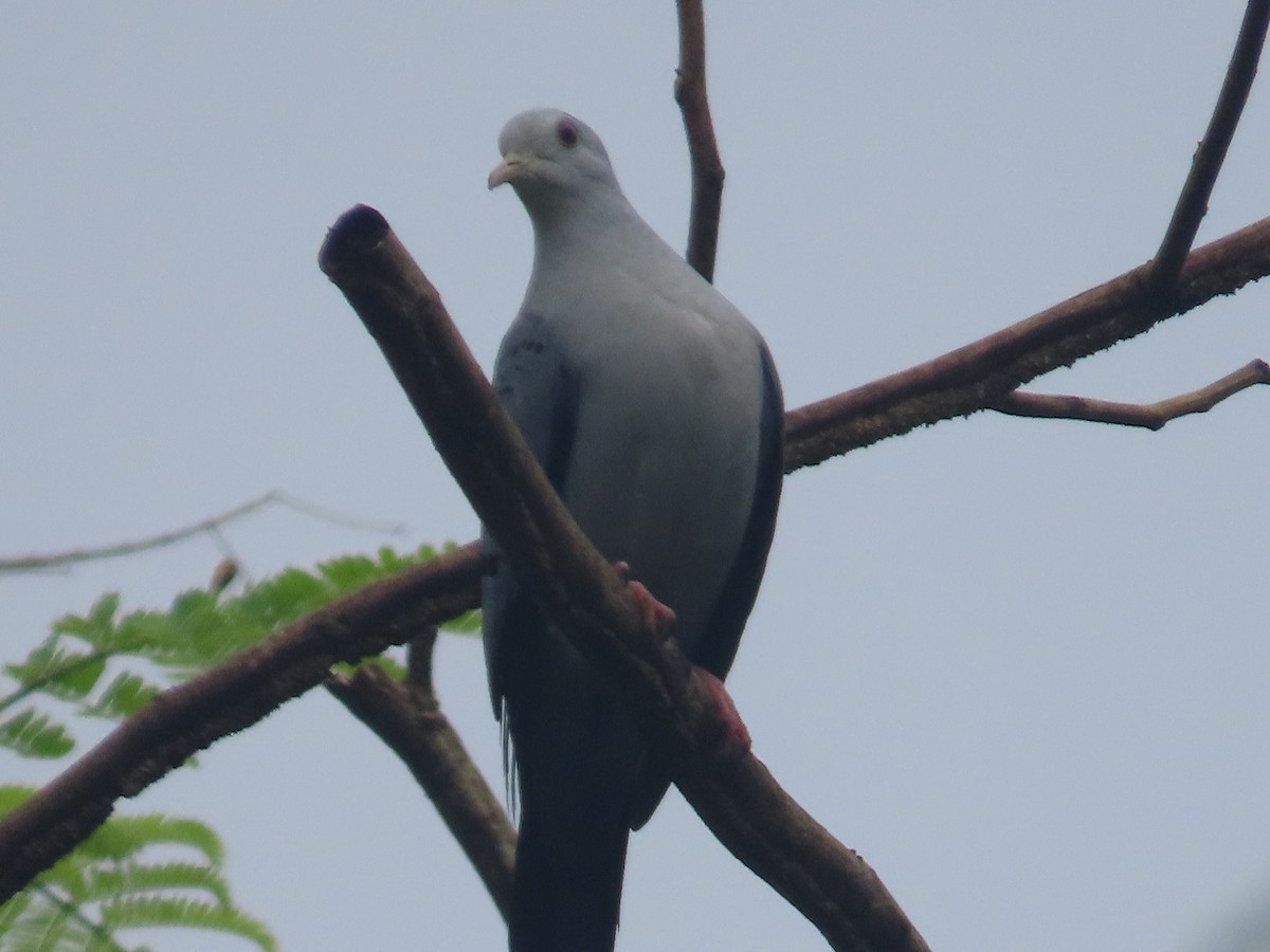 Blue Ground Dove - ML614467982