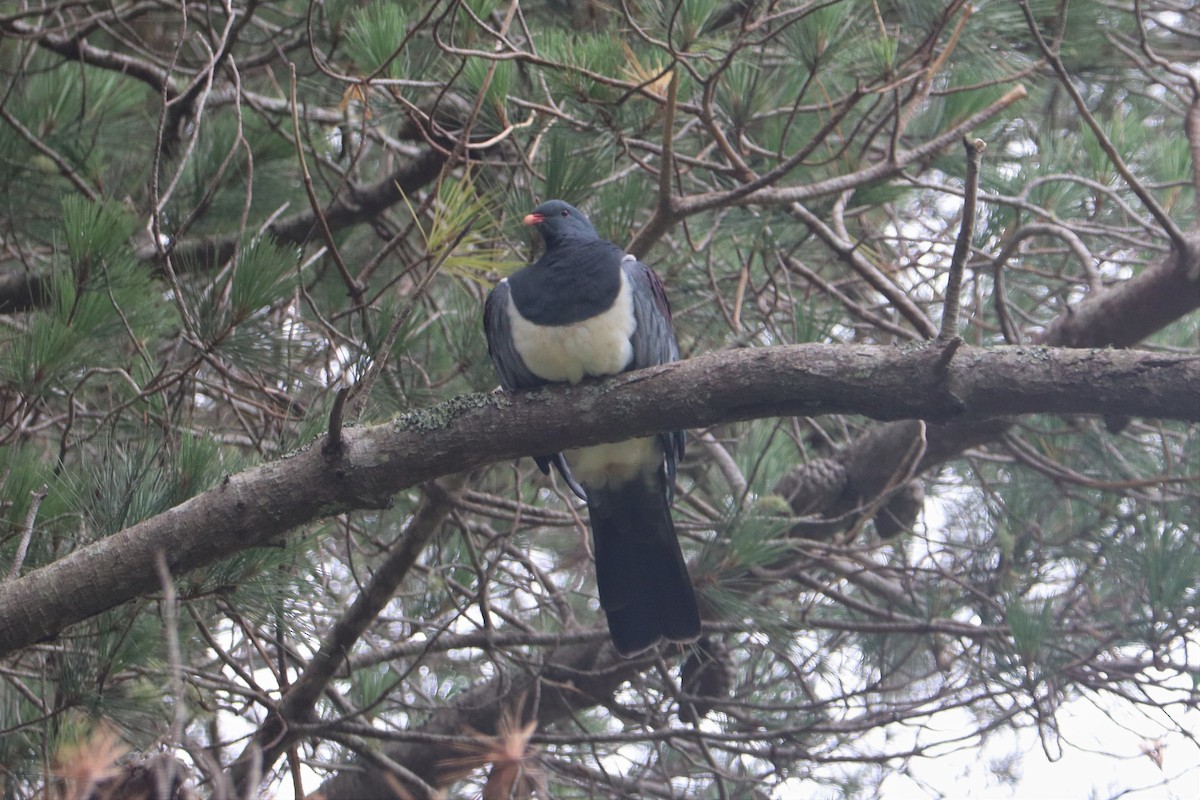 Chatham Island Pigeon - ML614468032