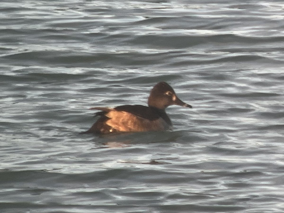 Ring-necked Duck - ML614468062