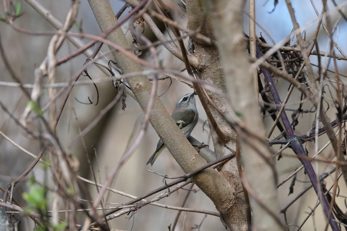 Golden-crowned Kinglet - ML614468076