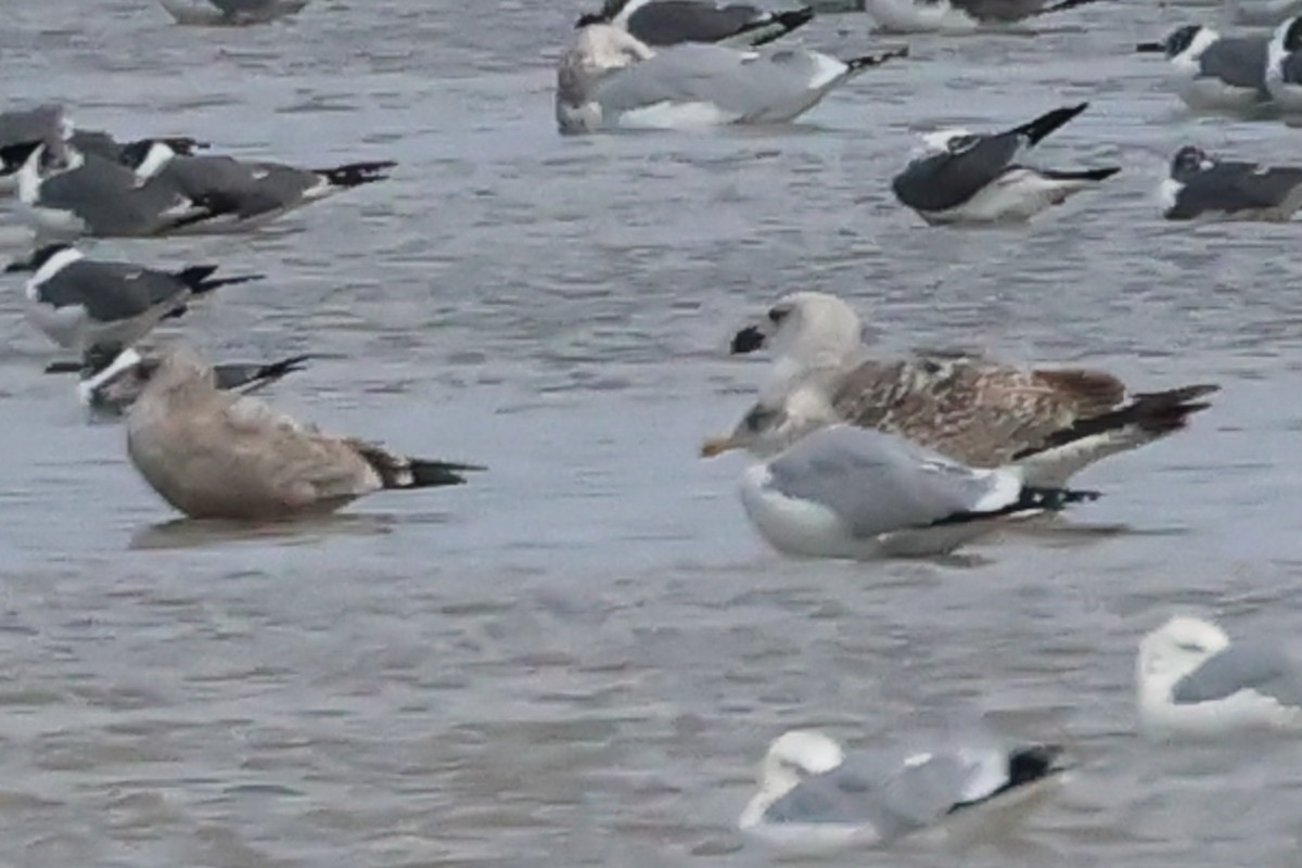 Great Black-backed Gull - ML614468165