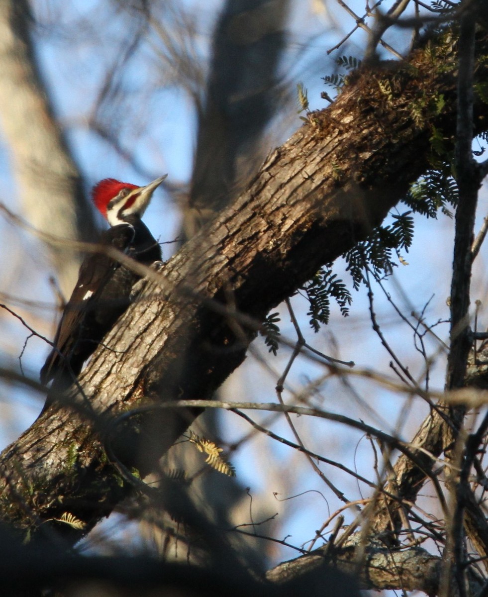 Pileated Woodpecker - Tim Tyler Sr