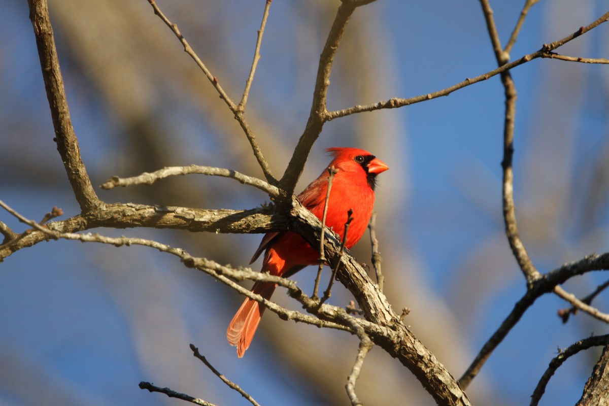 Northern Cardinal - Tim Tyler Sr