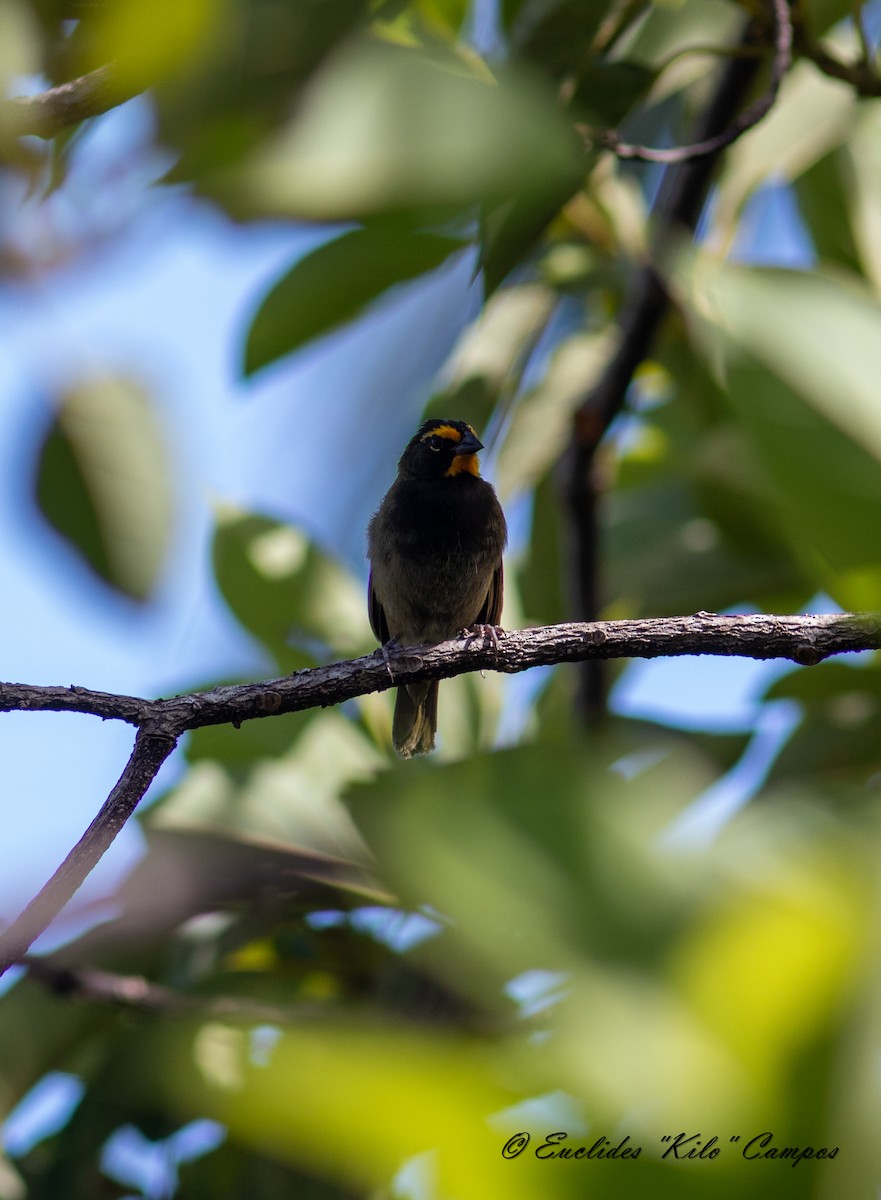 Yellow-faced Grassquit - Euclides "Kilo" Campos