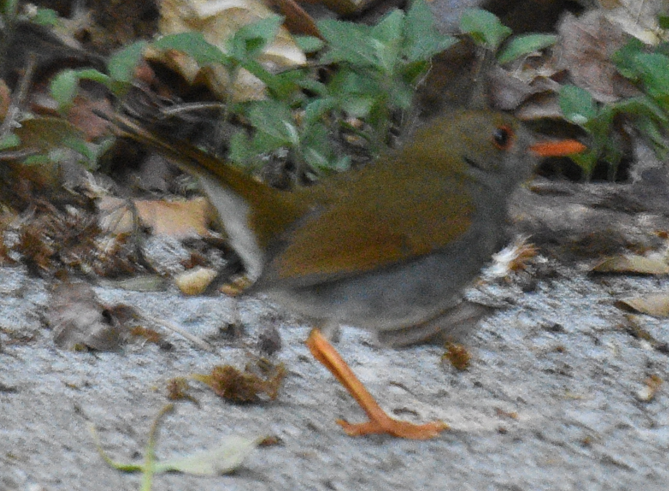 Orange-billed Nightingale-Thrush - ML614468254