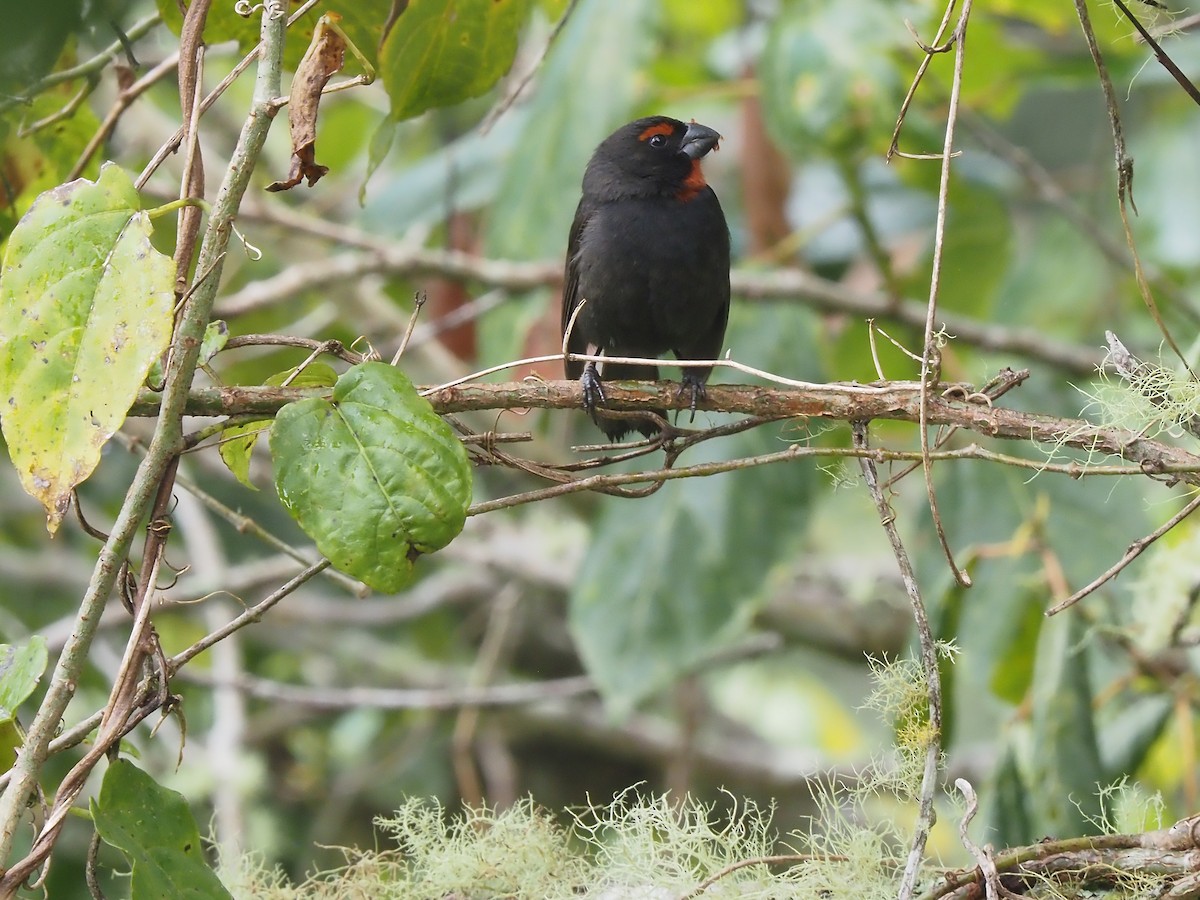 Greater Antillean Bullfinch - ML614468272