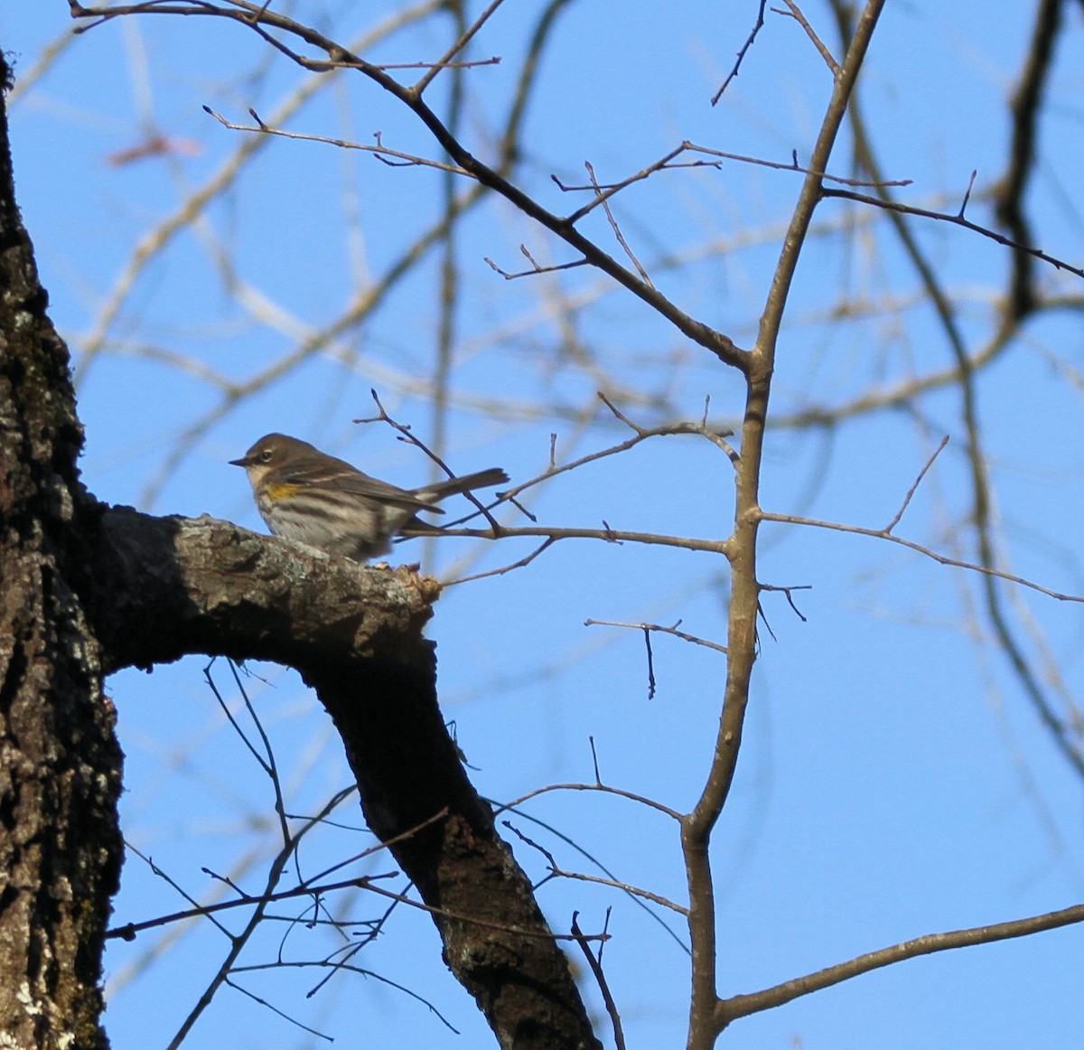 Yellow-rumped Warbler - Tim Tyler Sr