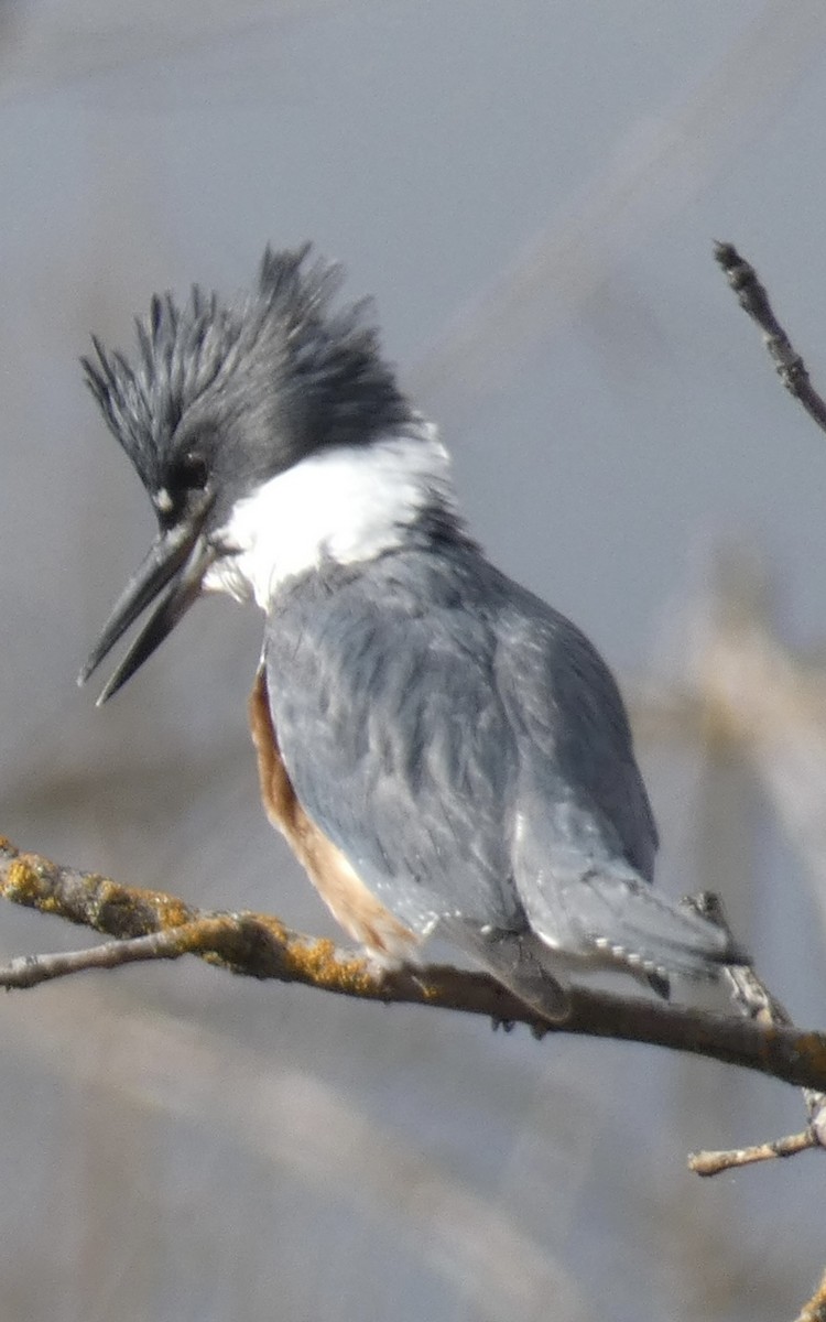 Belted Kingfisher - ML614468288