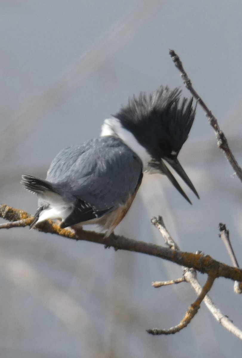 Belted Kingfisher - ML614468289