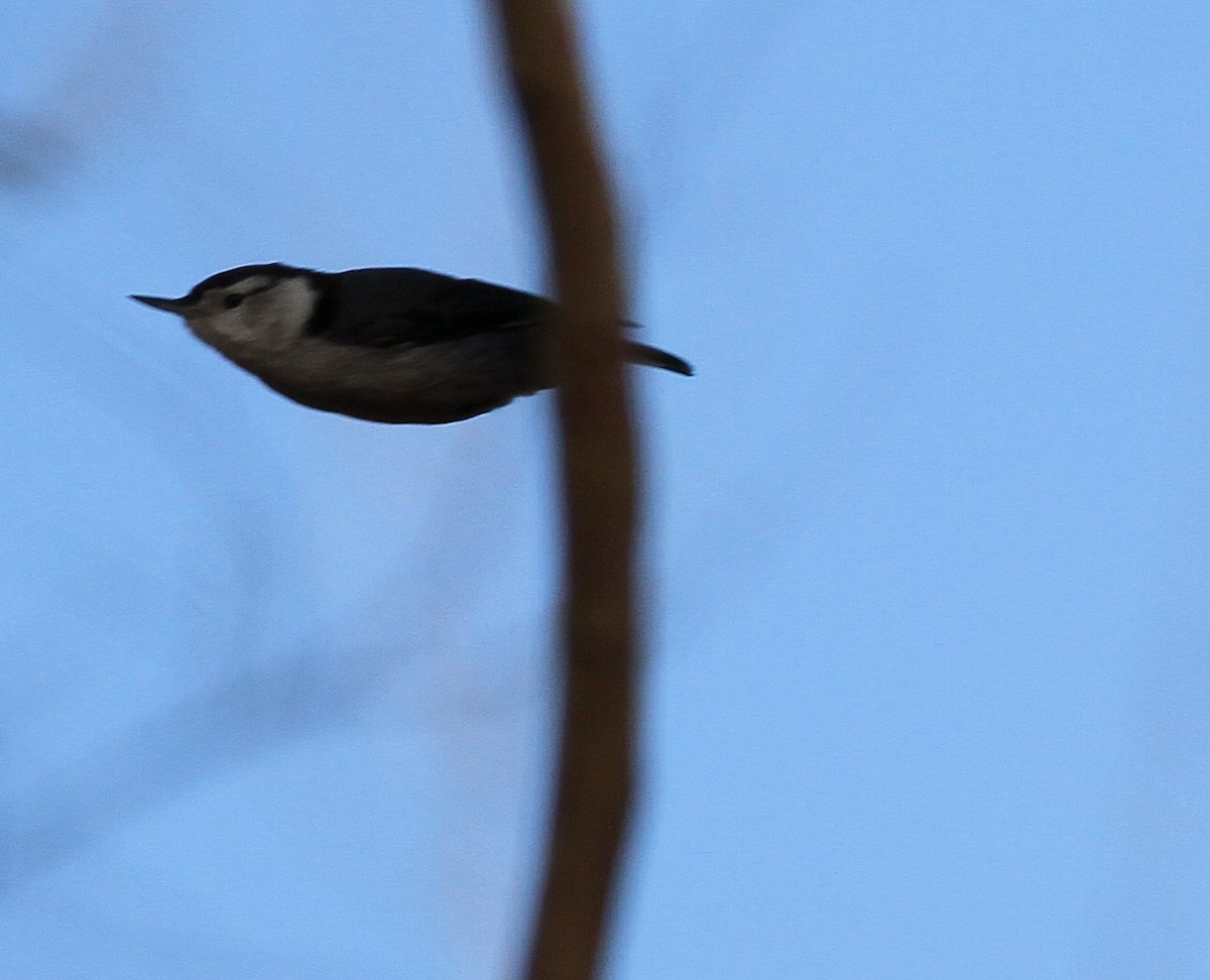 White-breasted Nuthatch - ML614468305