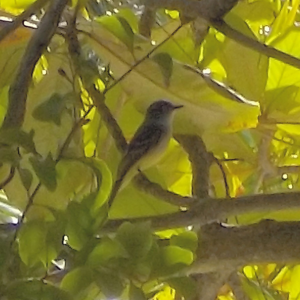 Stolid Flycatcher - Anonymous