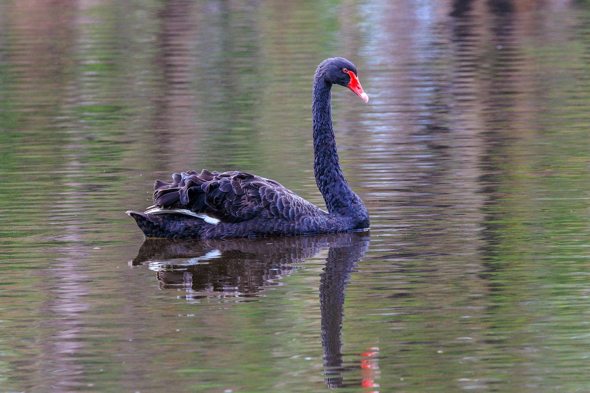 Black Swan - ML614468463