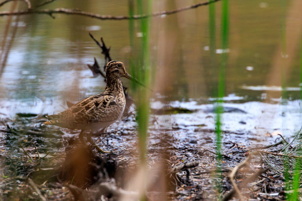 Latham's Snipe - ML614468489