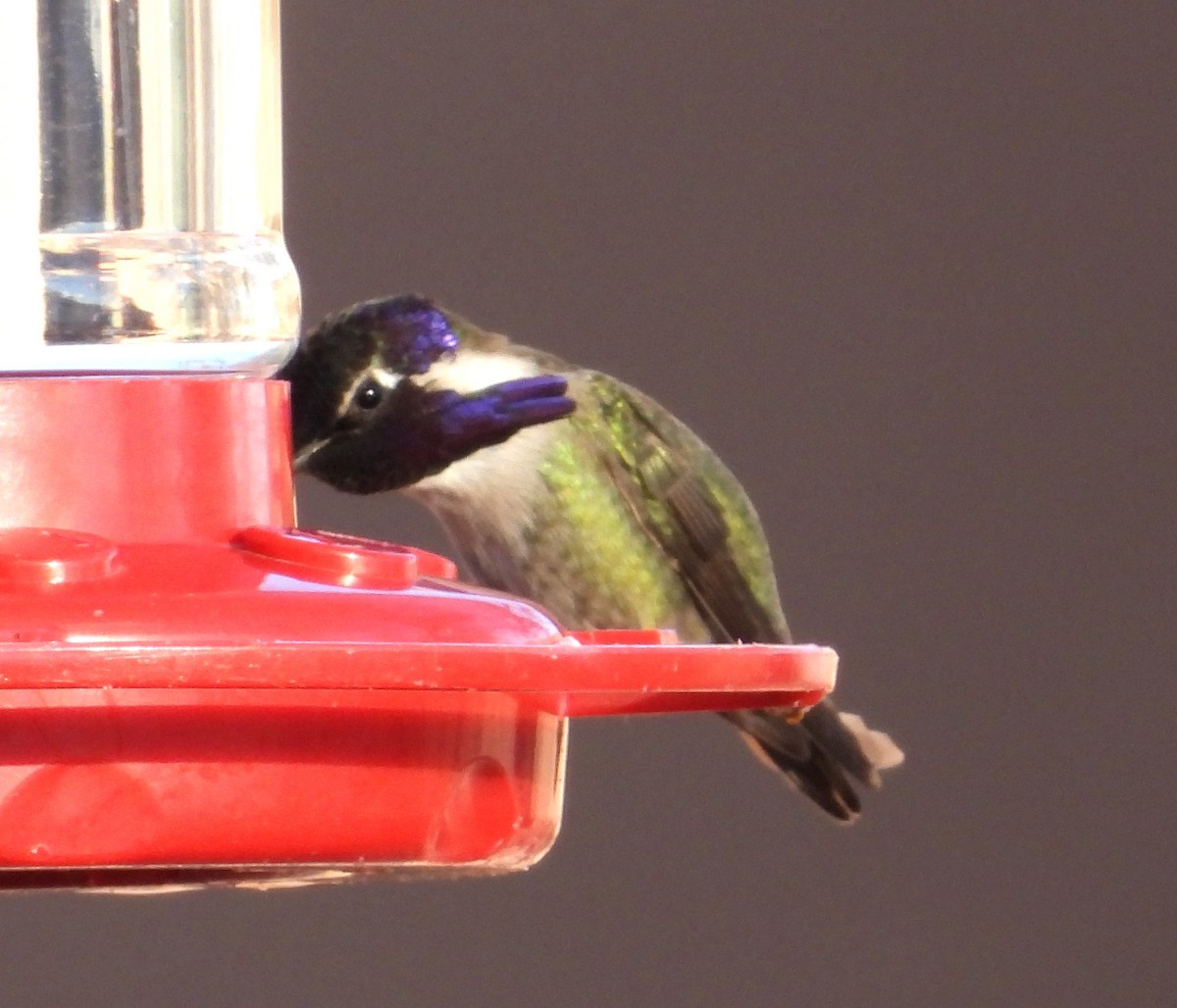 Costa's Hummingbird - ML614468580