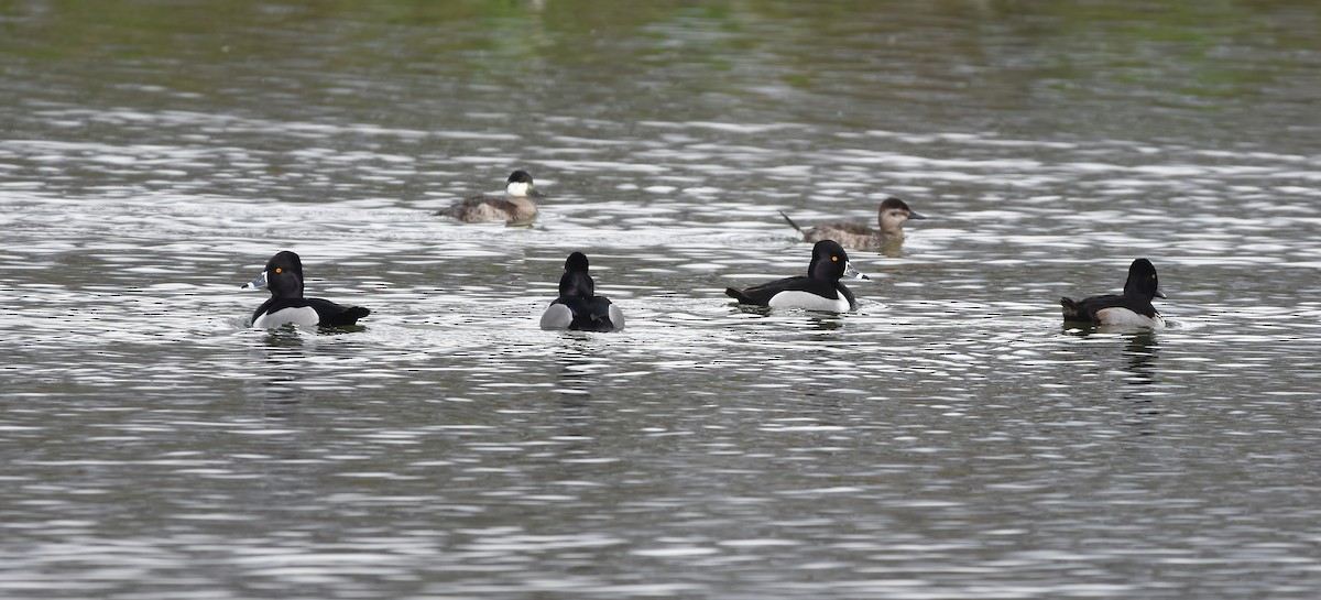 Ring-necked Duck - ML614468589