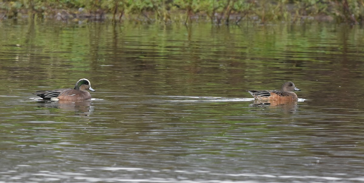 Canard d'Amérique - ML614468593