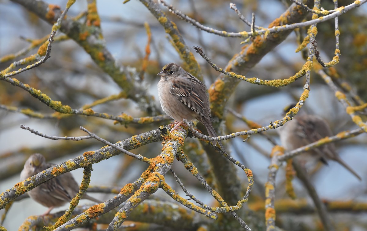 Bruant à couronne dorée - ML614468595