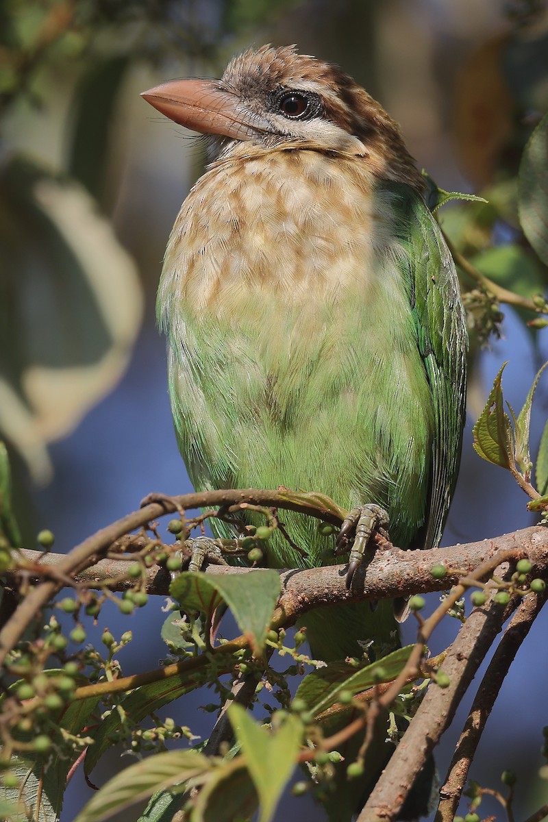 White-cheeked Barbet - ML614468607