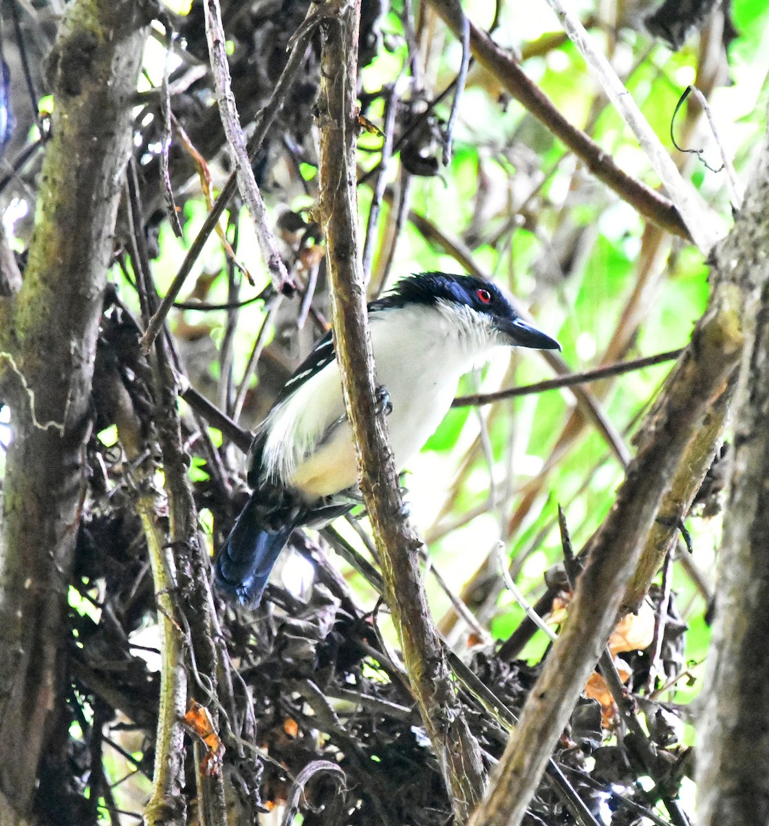 Great Antshrike - Abimael Moralez