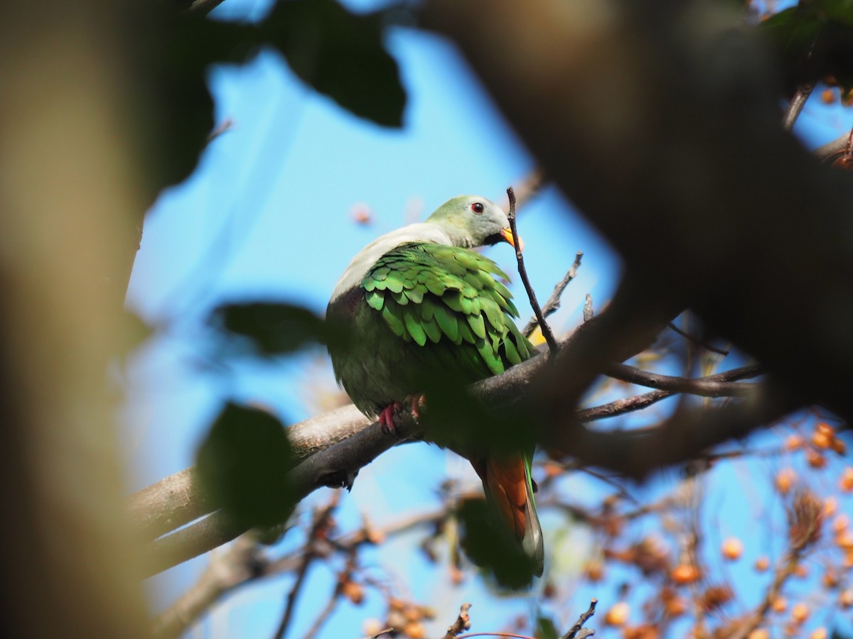 Black-chinned Fruit-Dove - ML614468612