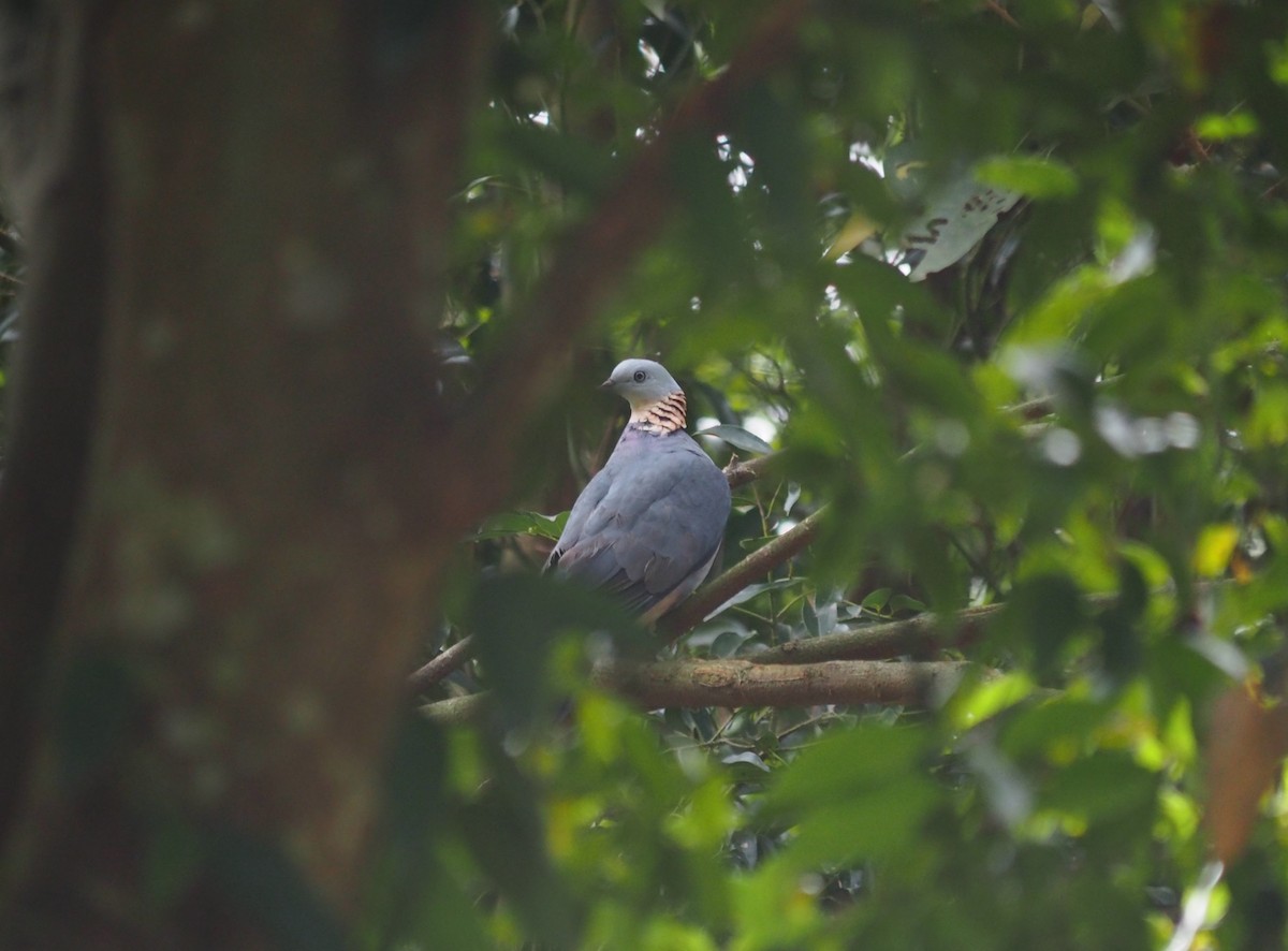 Ashy Wood-Pigeon - ML614468640