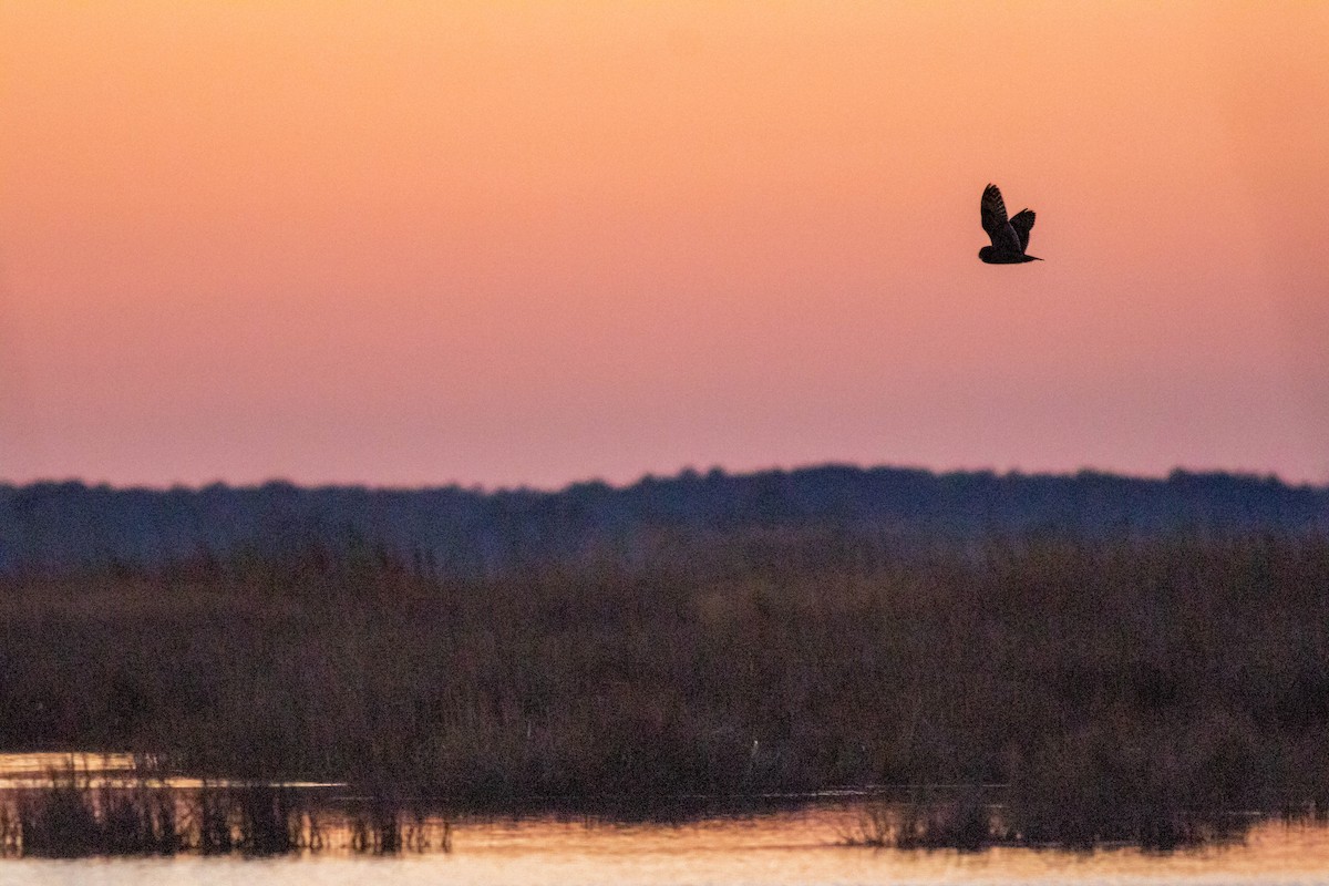 Short-eared Owl - John Garrison