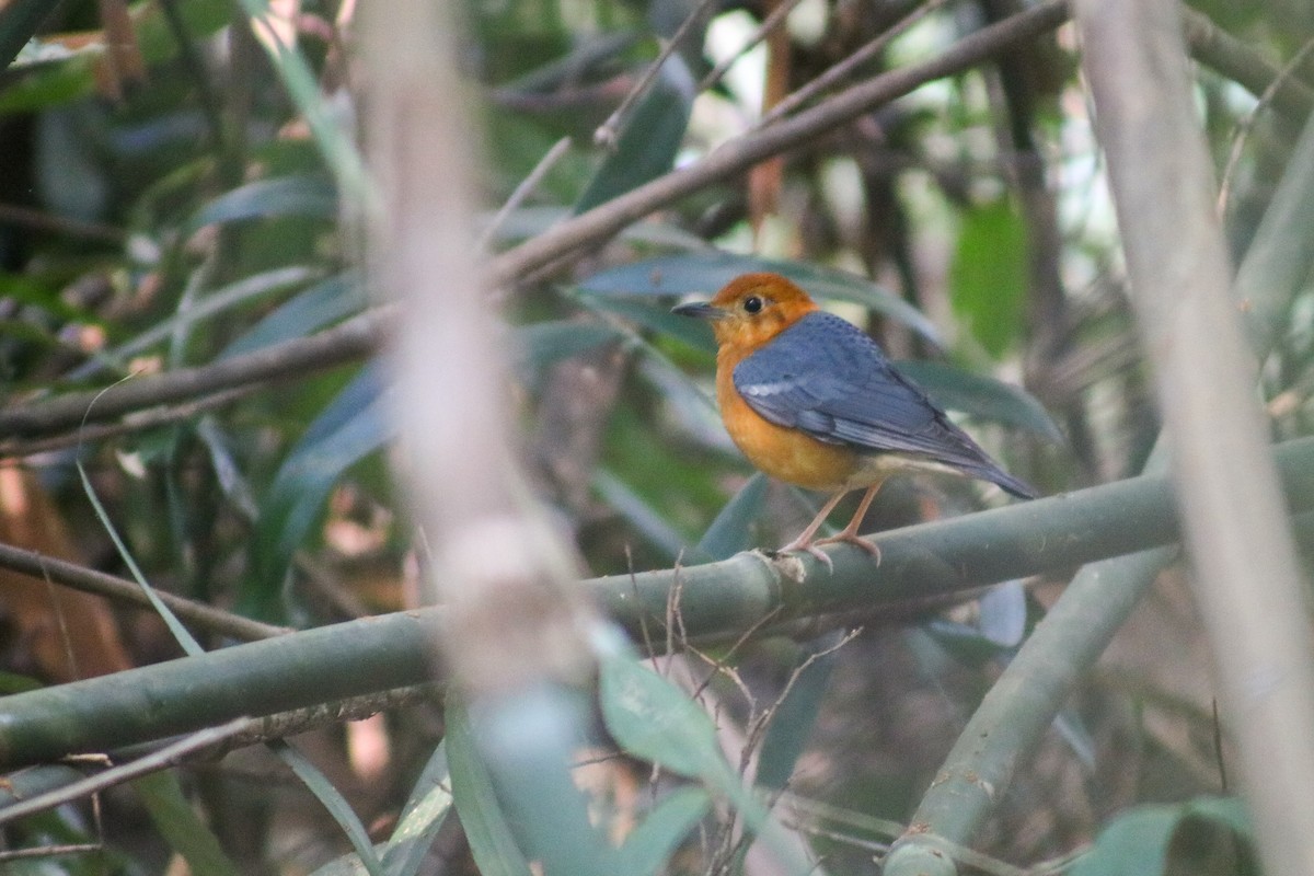 Orange-headed Thrush (Orange-headed) - ML614468710