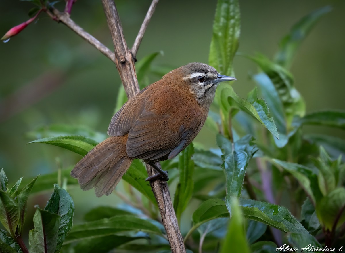 Mantaro Wren (undescribed form) - ALEXIS ALCANTARA