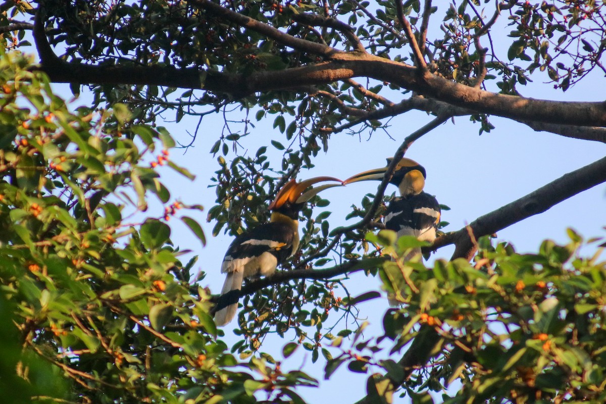 Great Hornbill - ML614468720