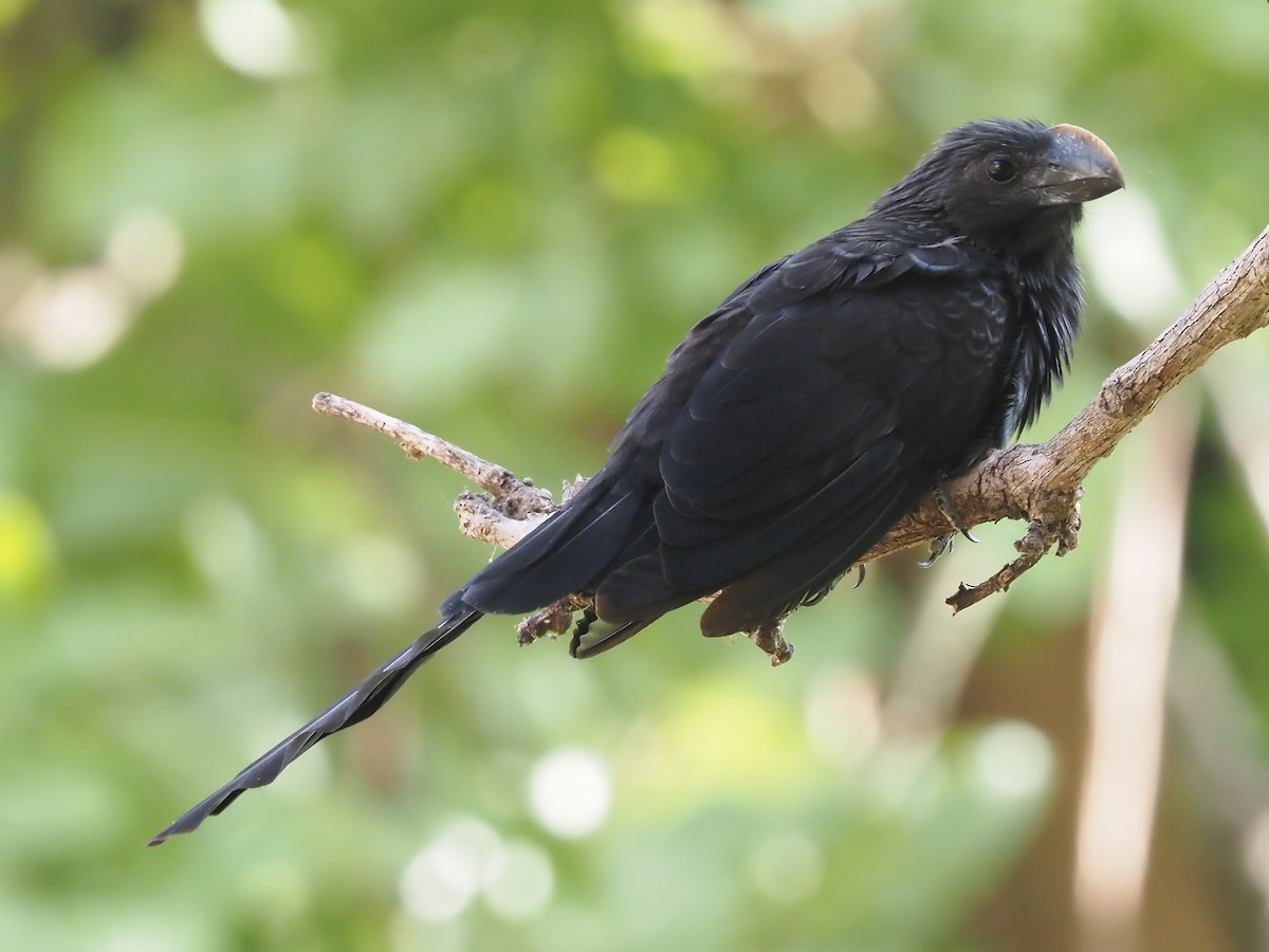 Smooth-billed Ani - ML614468759