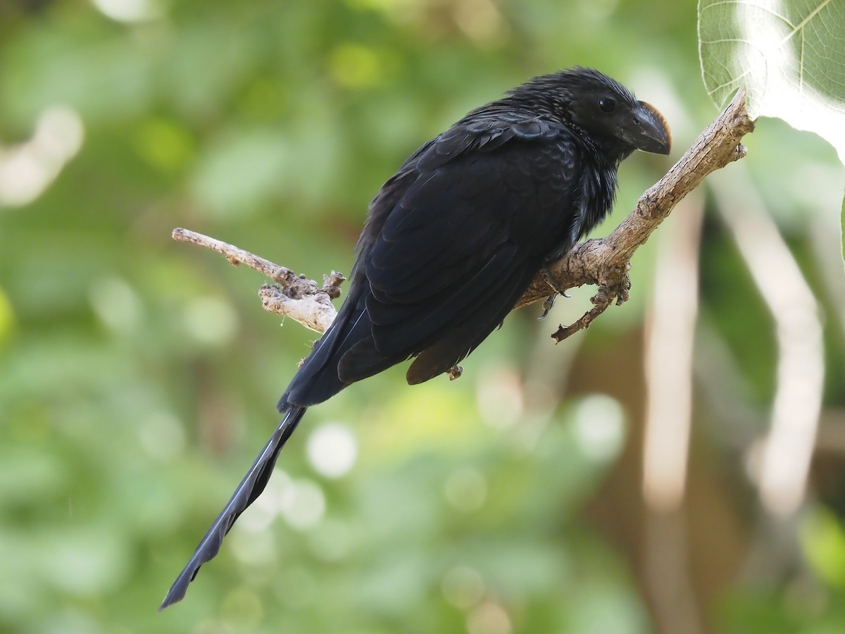 Smooth-billed Ani - ML614468762