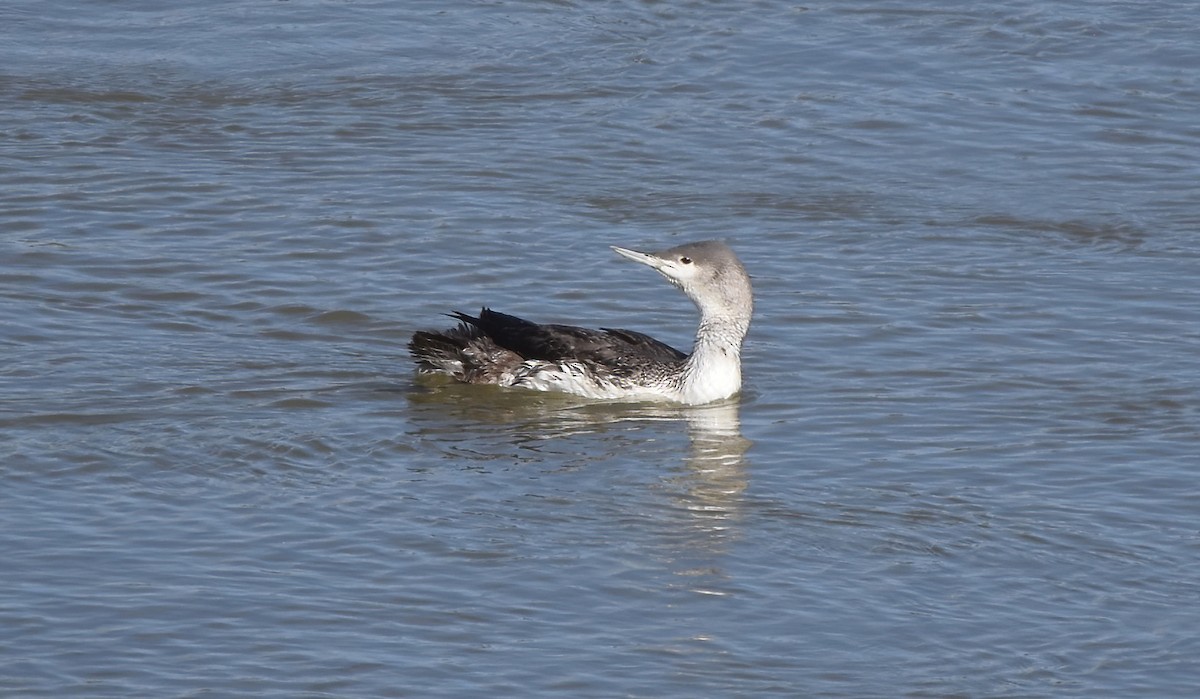 Red-throated Loon - ML614468822